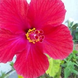 Meet your Posher, Sachiyo